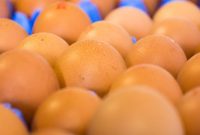 21 Surprising Facts About Eggs You Probably Didn’t Know