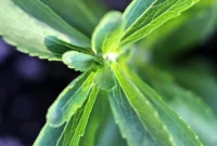 Grow Stevia at Home: Planting, Care, and Uses for Stevia Leaves