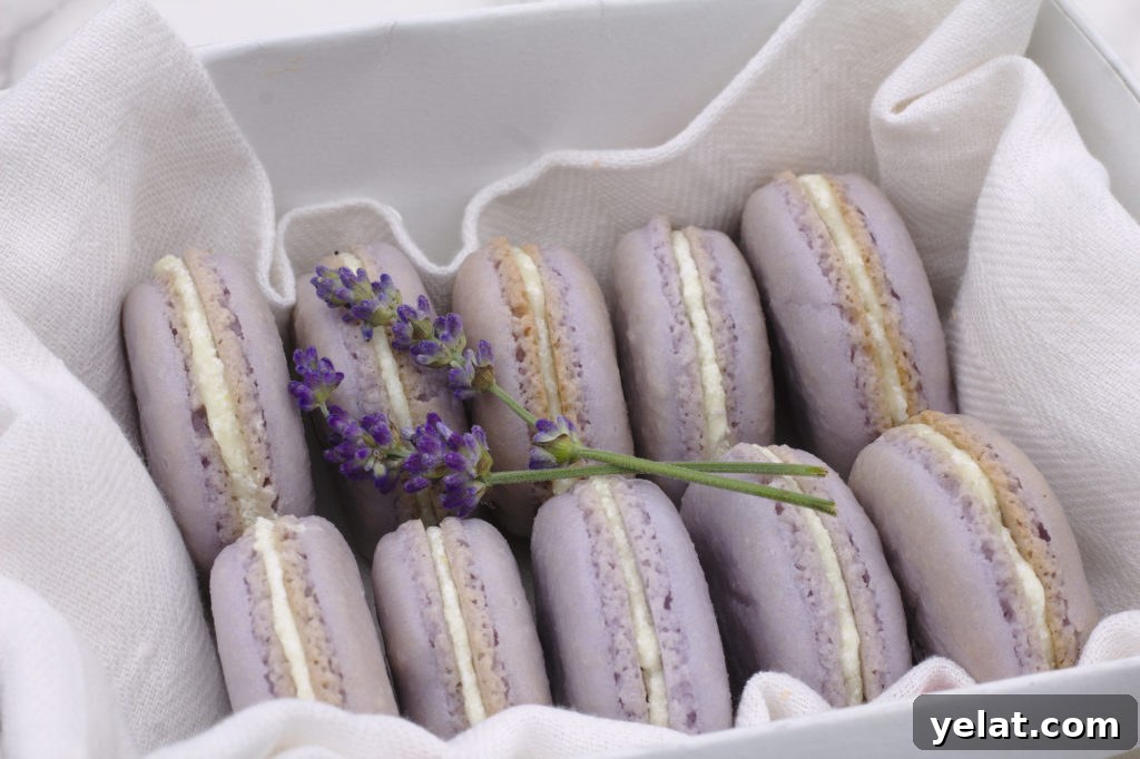 Lavender Macarons