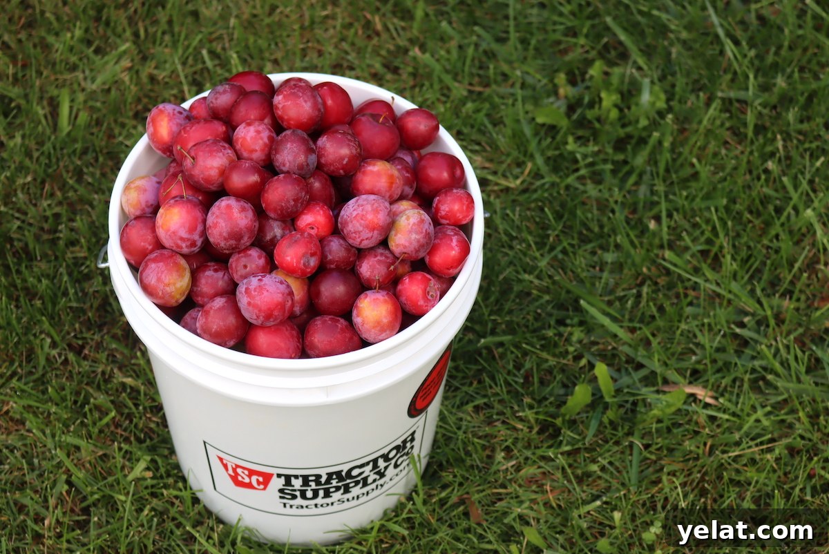 40+ Plum Canning Recipes to Preserve Fresh Fruit All Year 3 Plum Harvest