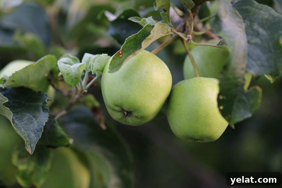 How to Dehydrate Apples at Home: Simple Step-by-Step Guide 3 img 22471 2