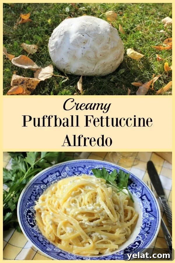 Creamy Puffball Mushroom Fettuccine Alfredo 9 How to Cook a Giant Puffball and turn it into Puffball Fettuccine