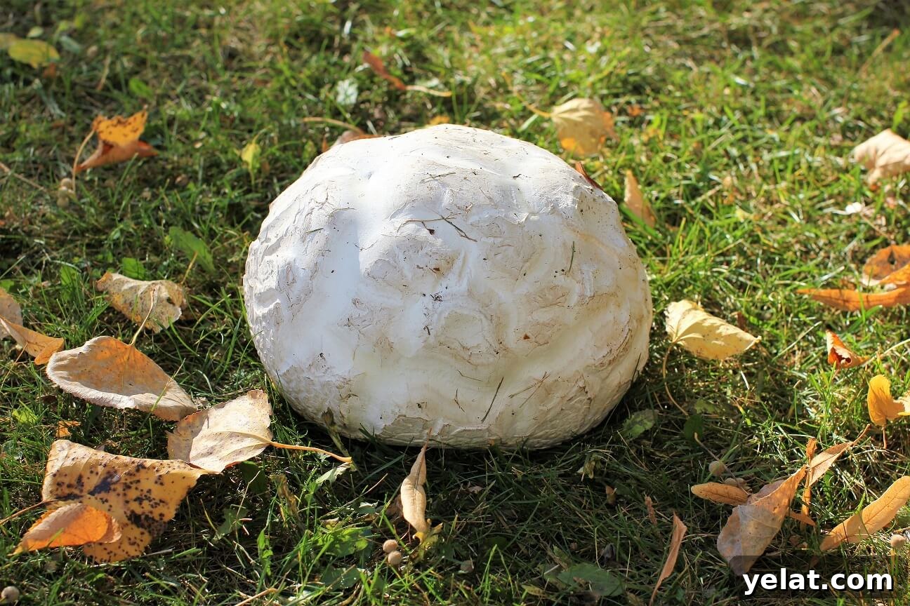 Creamy Puffball Mushroom Fettuccine Alfredo 3 a 3 lb puffball mushroom sitting on the grass
