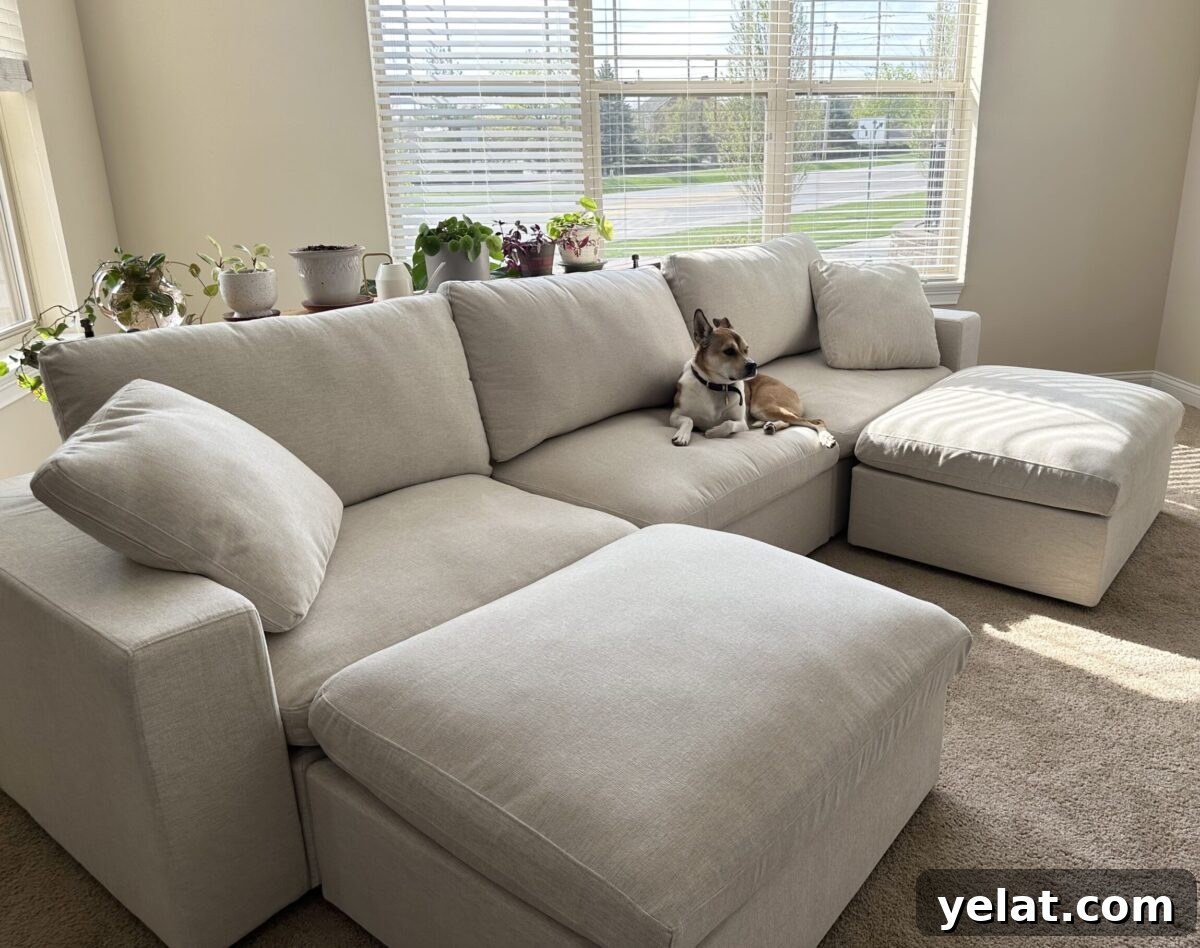 My 7th Avenue Sofa Review: Modular, PFAS-Free Upholstery 2 an image of a PFAS-free cloud couch from 7th Avenue with a dog on it