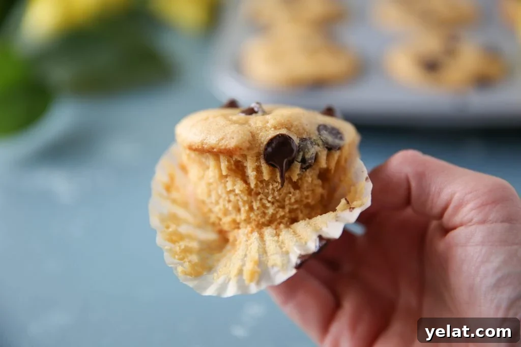 PaleOMG Greek Yogurt Collagen Chocolate Chip Muffins