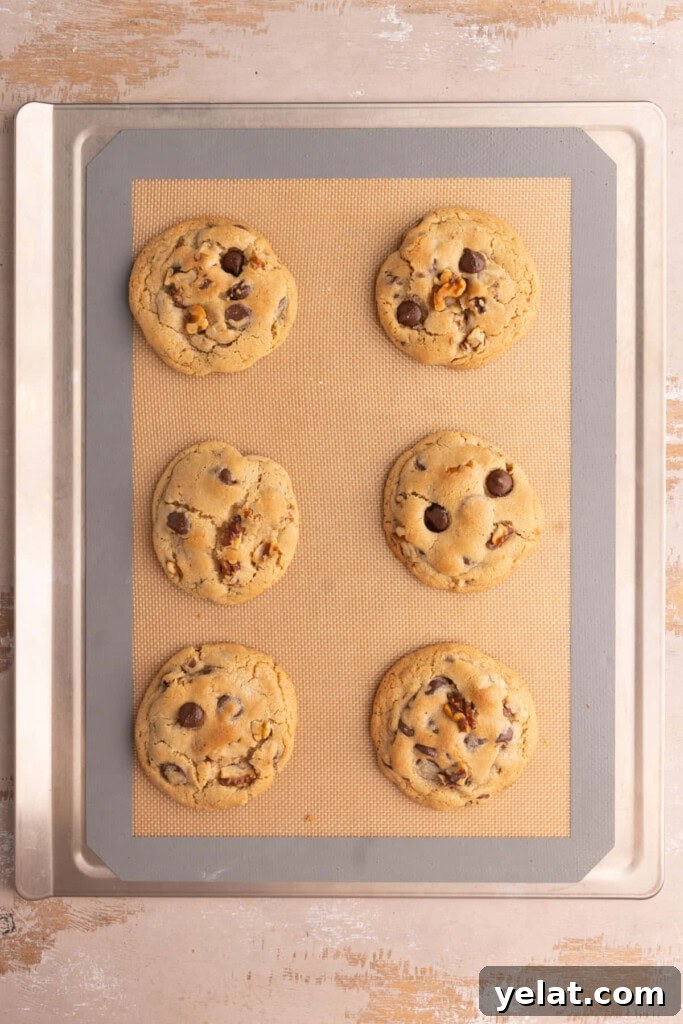 Just baked chewy chocolate chip walnut cookies.