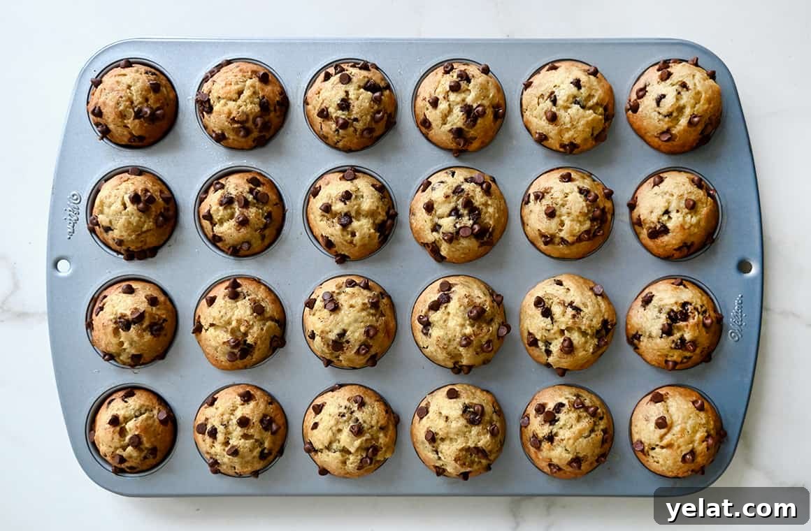 A top-down view of a mini muffins studded with chocolate chips in a muffin pan