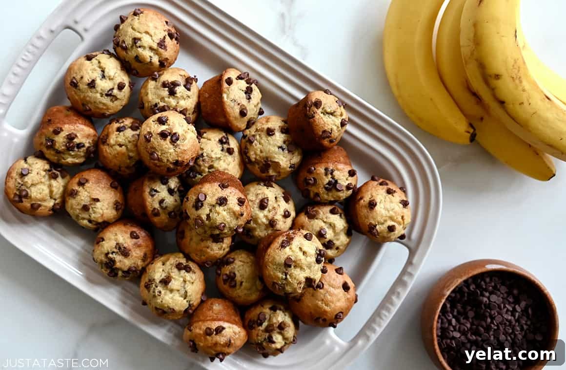 Mini Banana Chocolate Chip Muffins on a large plate next to a bowl filled with mini chocolate chips and a bunch of ripe bananas