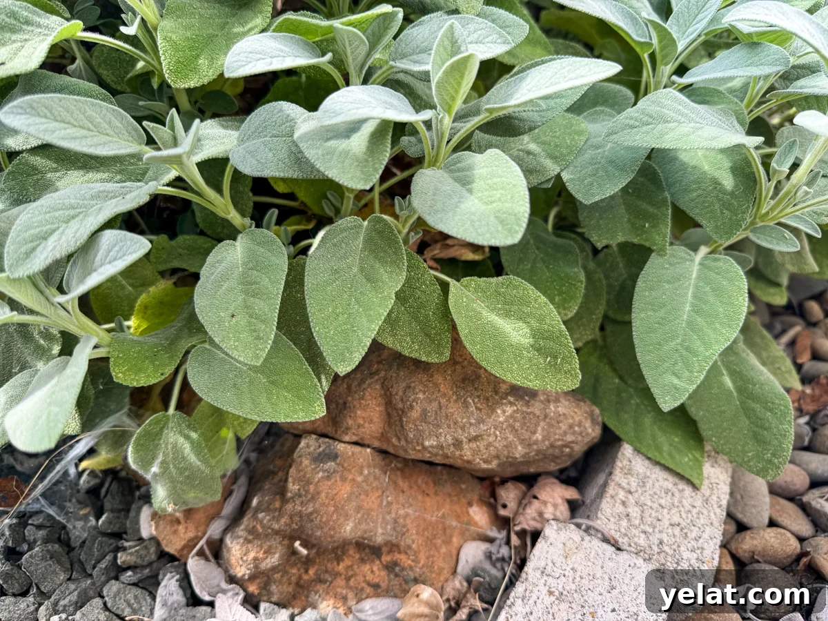 hidden hose connection under sage plant