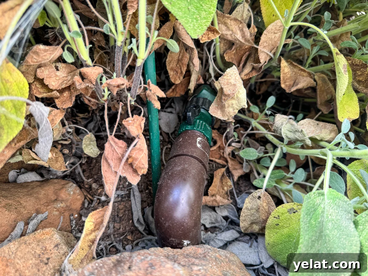 Visible hose connection under sage plant