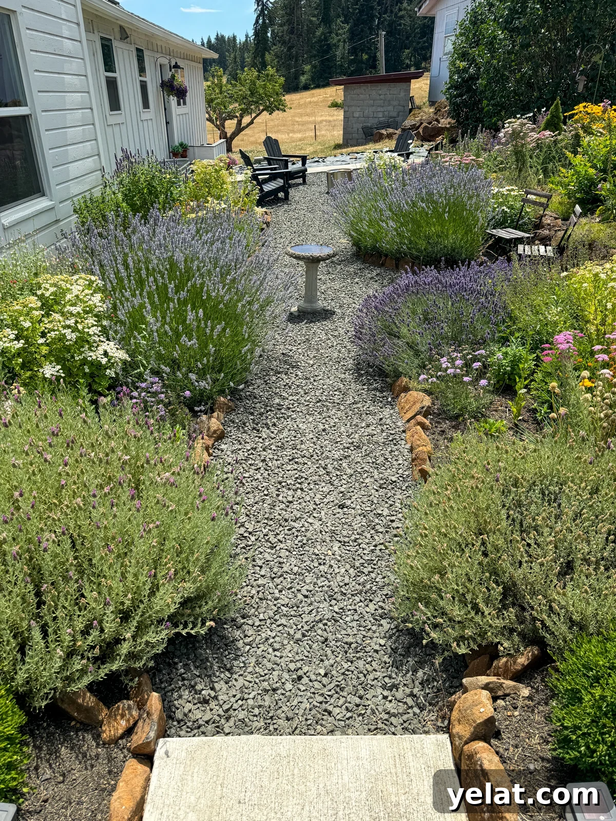 flower and herb garden with gravel paths at 4 years old