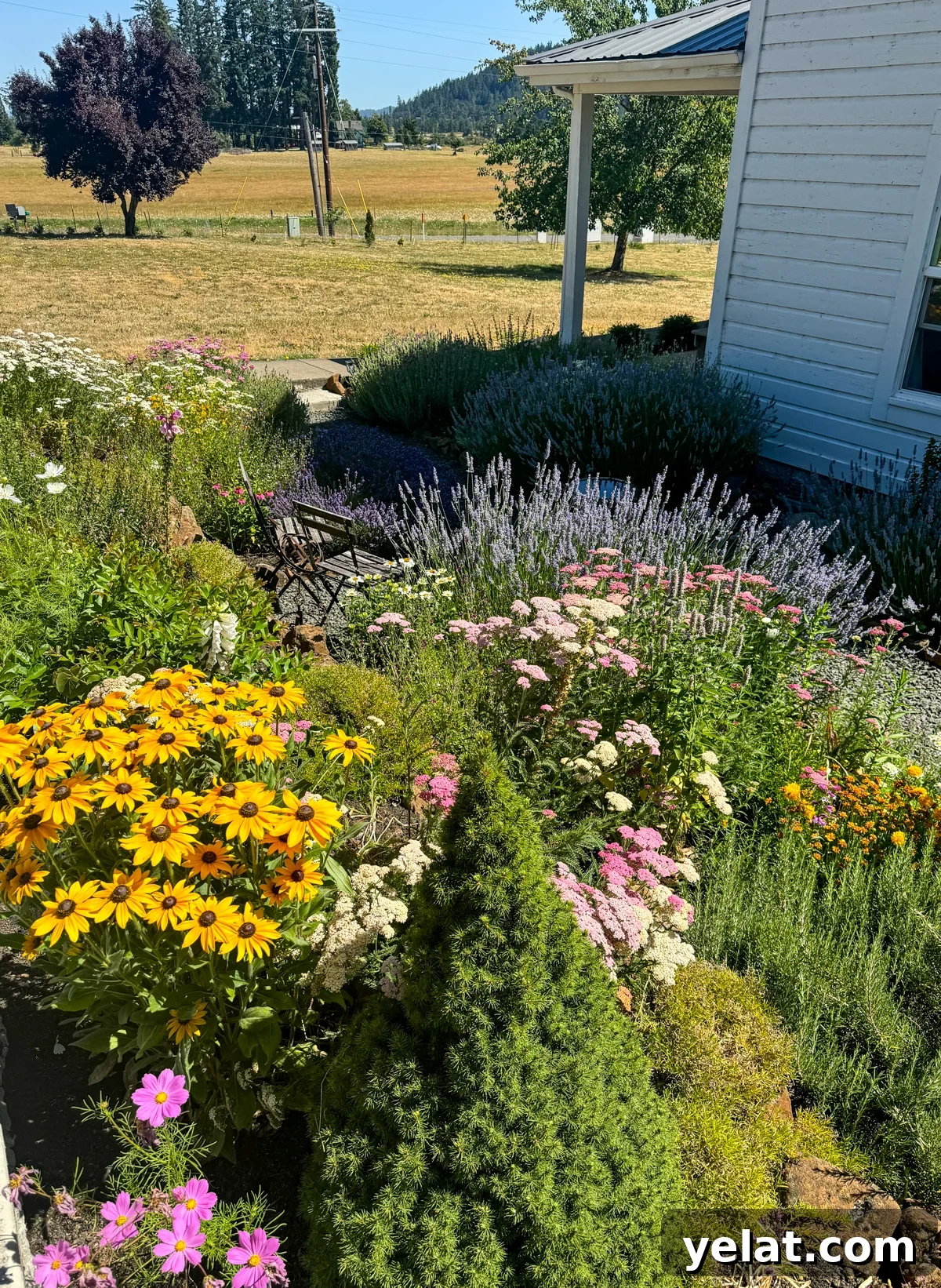 blooming black eye susan, pink yarrow, white feverfew, lavender, and evergreens in sunken flower and herb garden.