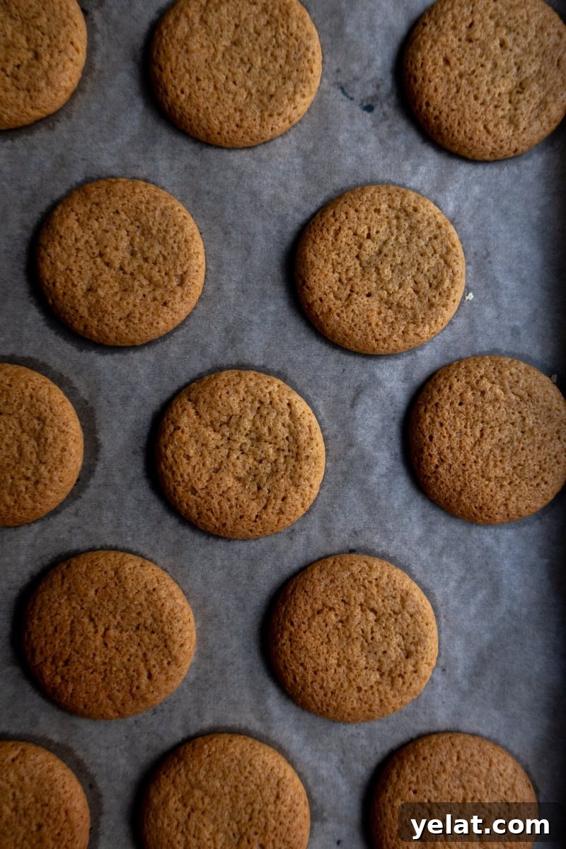 Ginger biscuits baked on a tray - Georgie Mullen